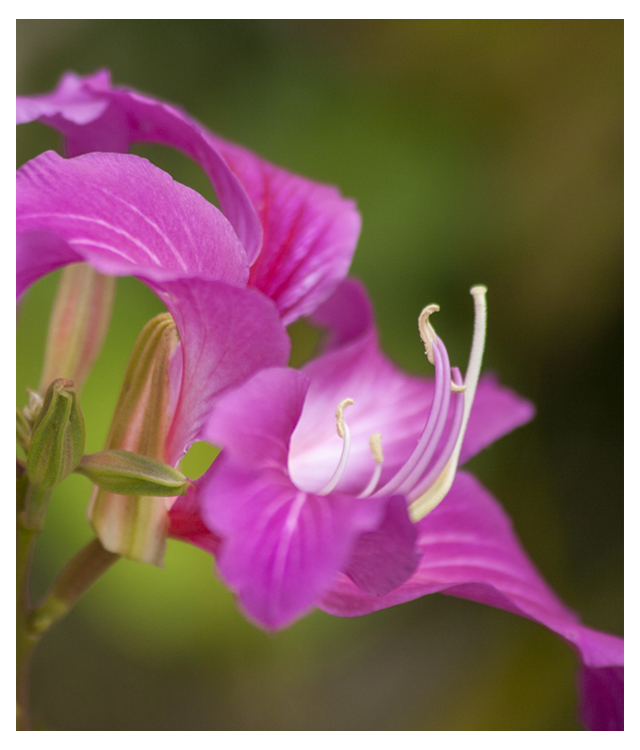 "hong kong orchid tree" "bauhania" "orchid tree" "flowering tree Florida"